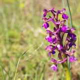 Le Anacamptis morio hanno colori che variano dal rosa pallido al viola, con la parte centrale del labello pi� chiara, spesso puntinata in porpora